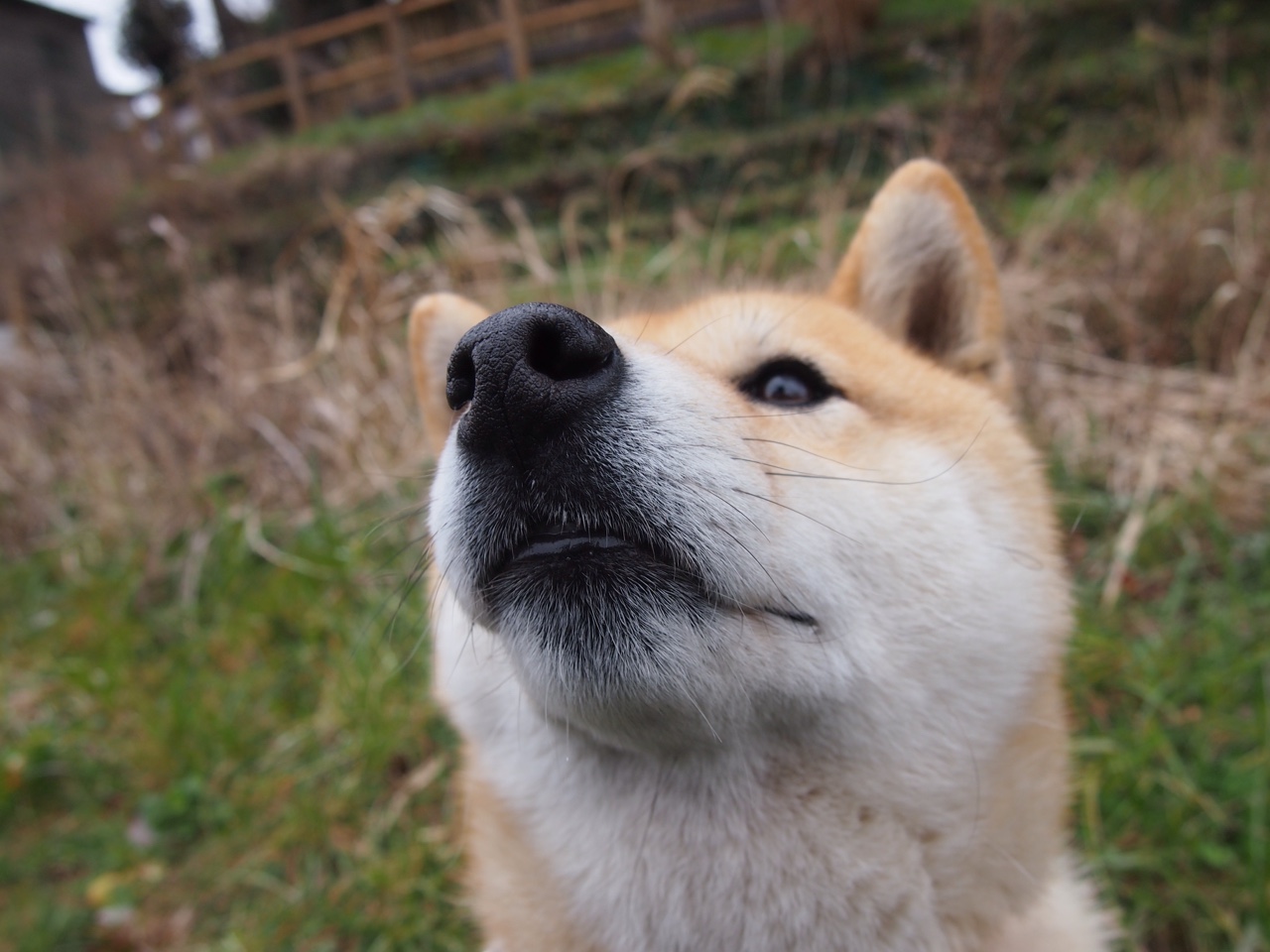 浓眉关键先生显神威，勇士横扫灰熊展统治力