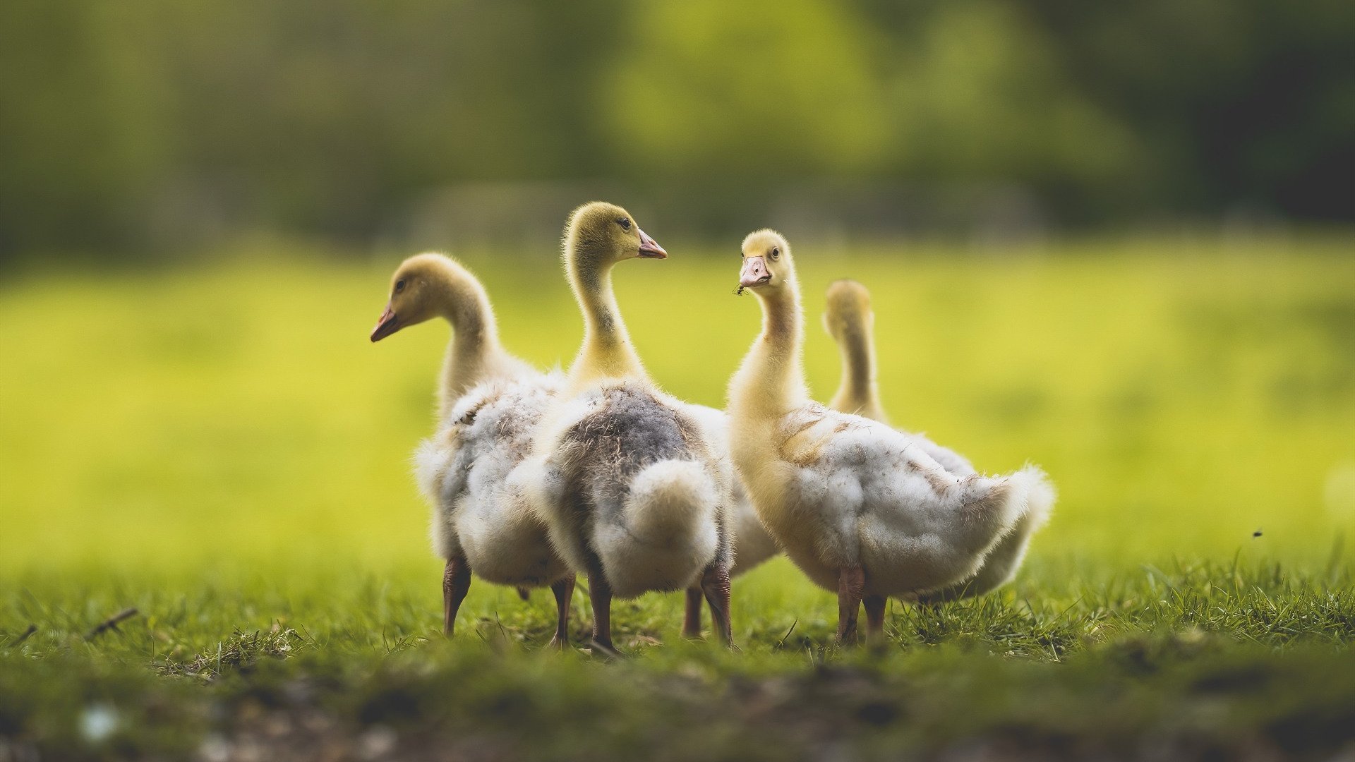 开云体育中国-钢铁之躯与关键先生，米切尔致命一击定乾坤，雷霆收割山西