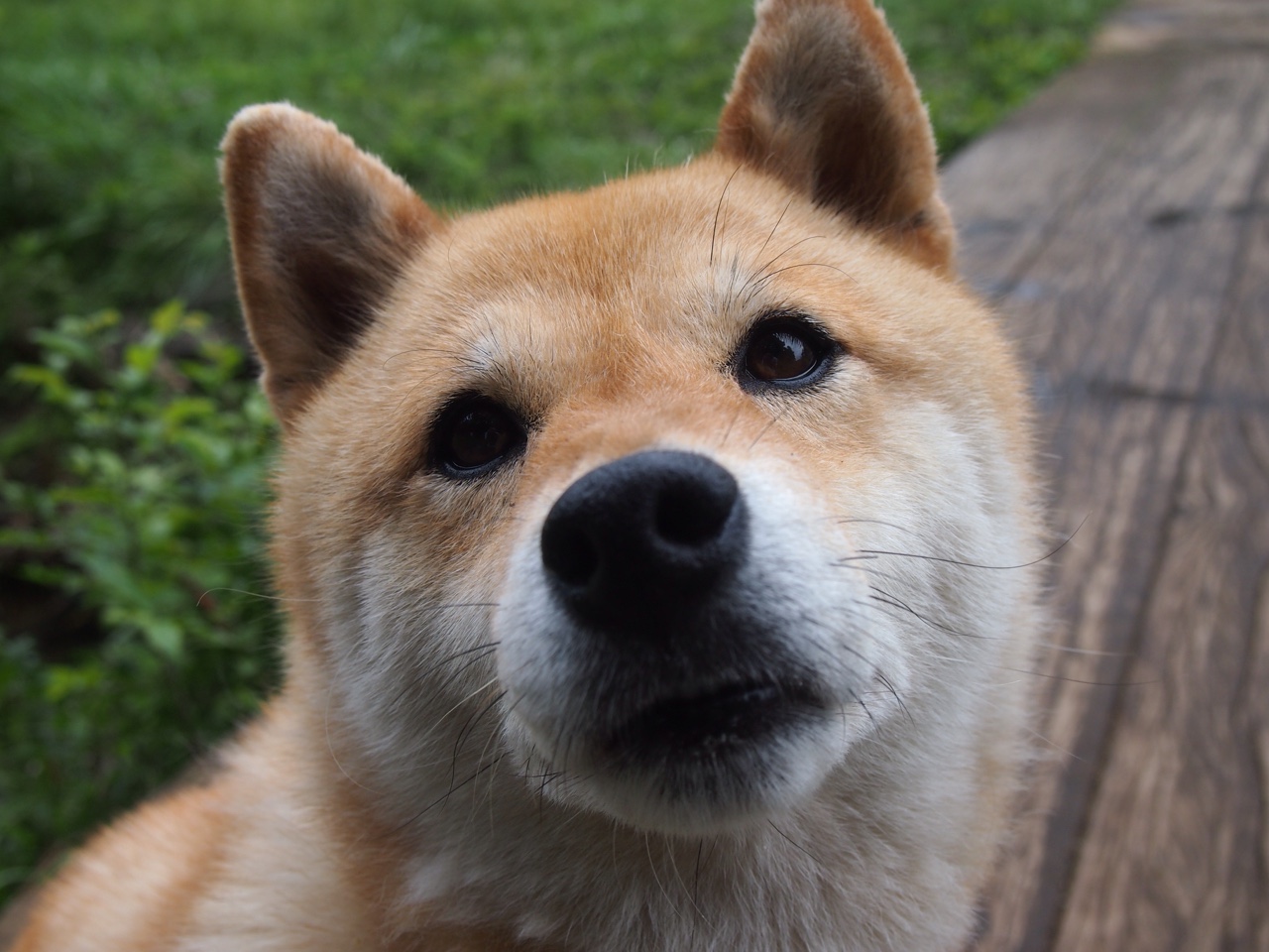 奥地利火力全开压制韩国，凯恩关键先生主宰胜局