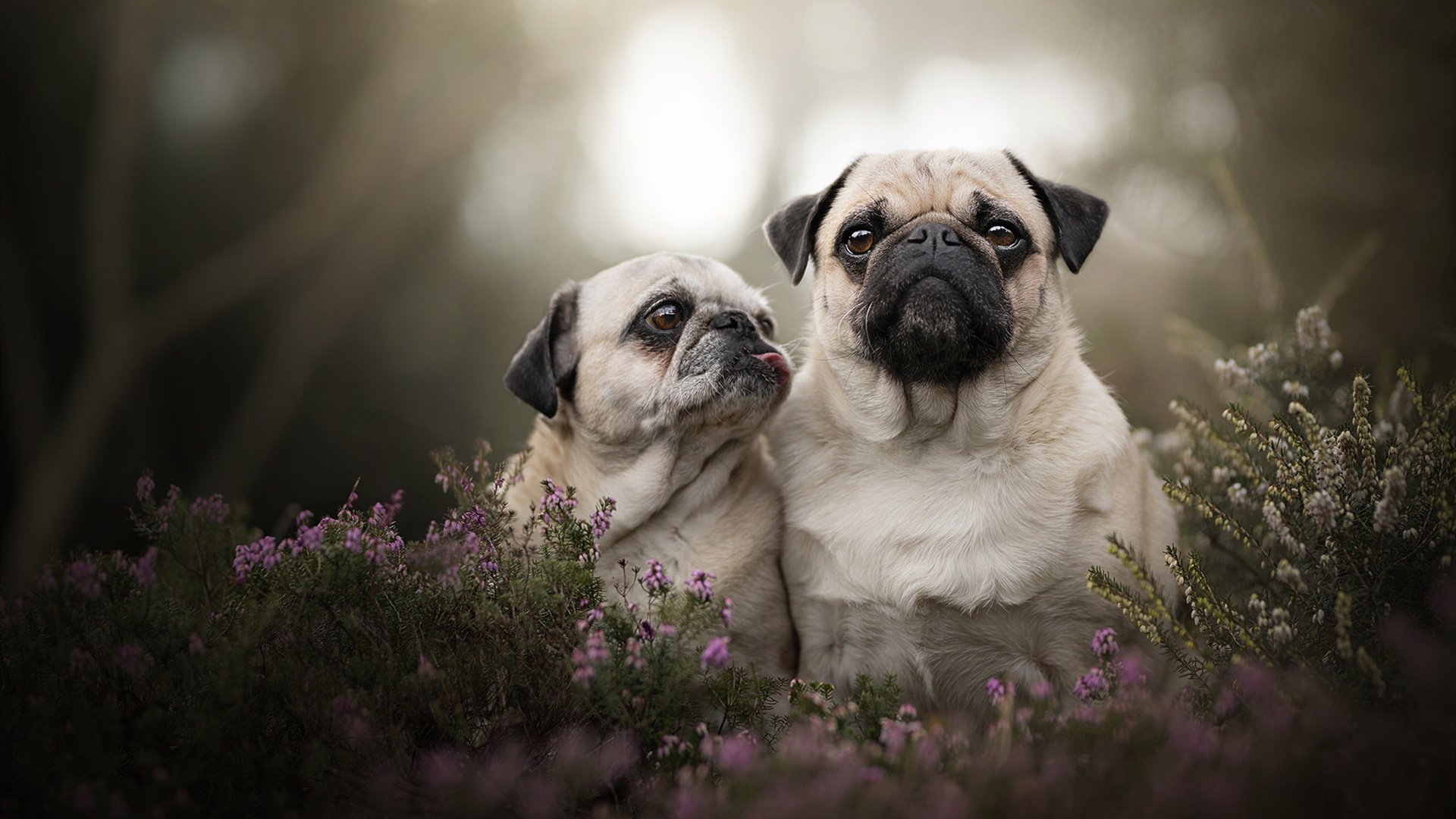 开云体育登录-英格拉姆狂砍40分引爆全场，山西队单节发力拉开76人奠定胜局