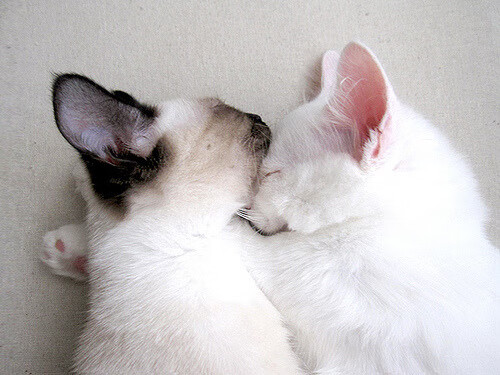 铁血防守定乾坤，灰熊封锁爵士，英格拉姆末节闪耀制胜