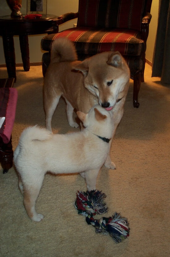 北京队创造历史!NBA季后赛焦点战力克黄蜂,亚洲篮球新纪元开启