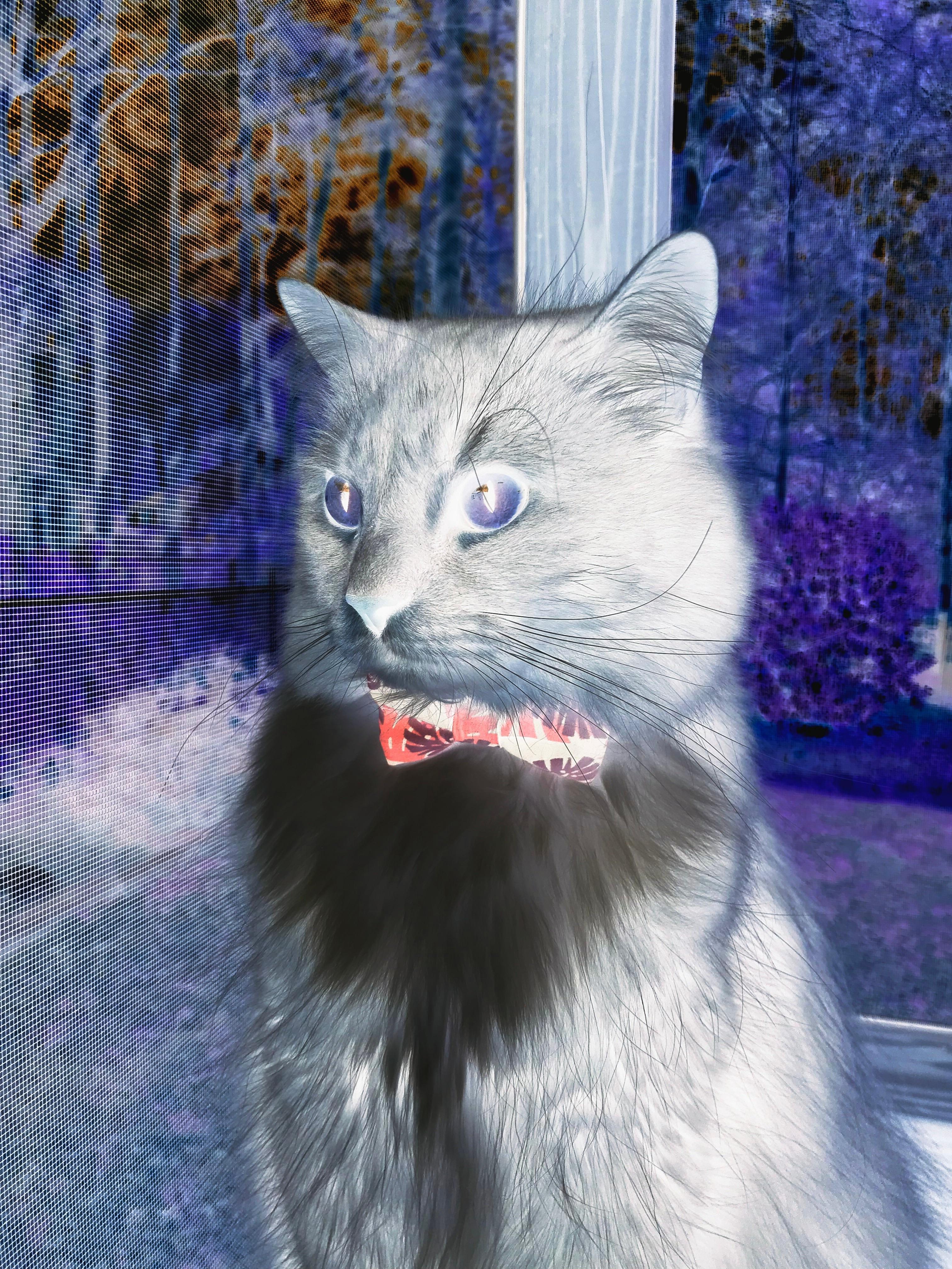 开云体育APP下载-NBA总决赛夜，塞内加尔何以在绿茵场掀翻瑞典？