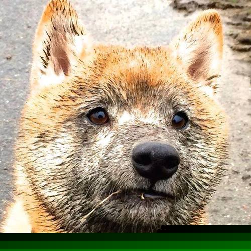 葡萄牙血拼马赛，法比尼奥成为关键先生，一场战术绞杀与个人英雄主义的交响