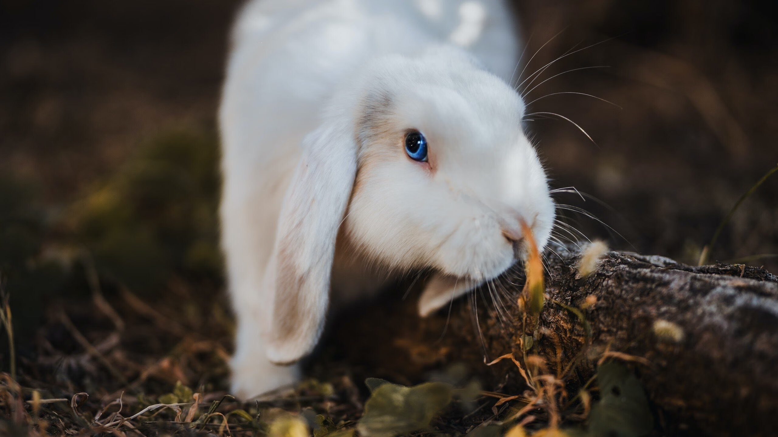 开云APP-速度与激情的双星闪耀