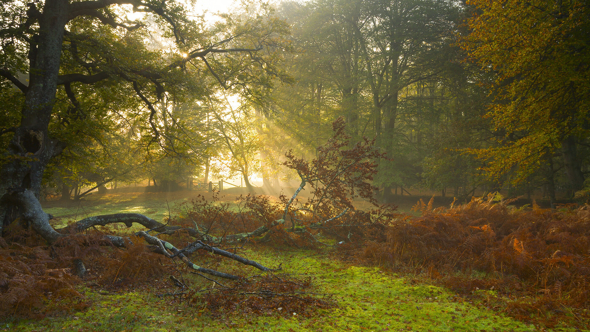 开云体育入口-库尔图瓦筑起叹息之墙，牙买加掀翻塞内加尔的战术神话