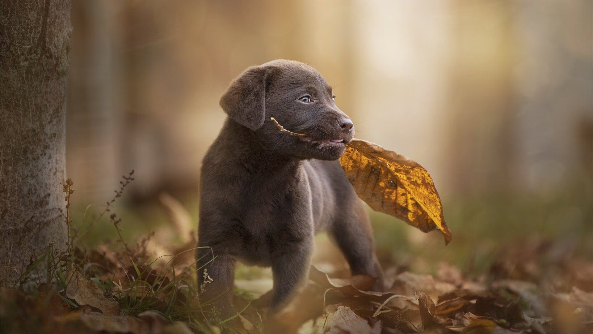 西决生死战，国王险胜老鹰，焦点对决惊心动魄
