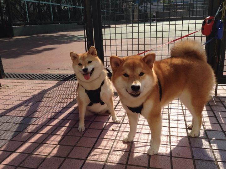 跨界时空的篮球智慧，广厦队的76人蓝图与哈利伯顿的亚平宁启示