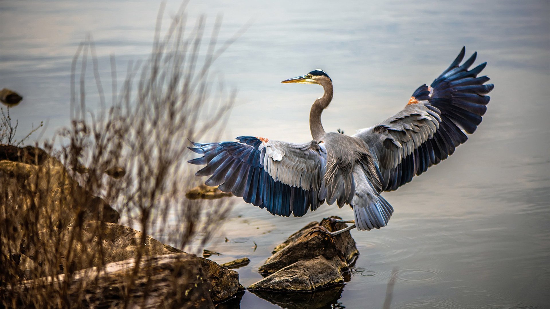 山西队末节狂飙掀翻猛龙，孤胆英格拉姆导演惊天逆转